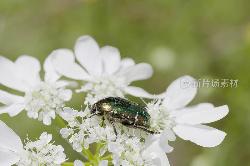 甲虫:金龟子(Cetonia aurata)